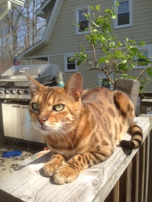 Safe Bengal cat in Cranford, NJ