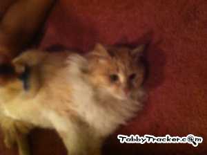 Safe Maine Coon in Salisbury, MD