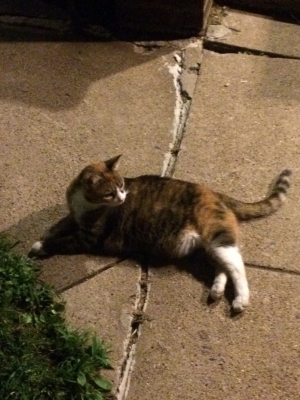 Safe Cat in Norristown, PA