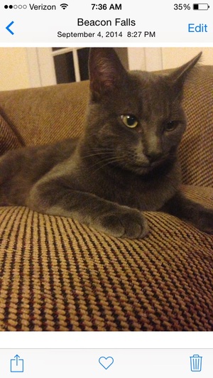 Safe Russian Blue in Beacon Falls, CT