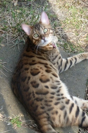 Safe Bengal cat in New Windsor, MD