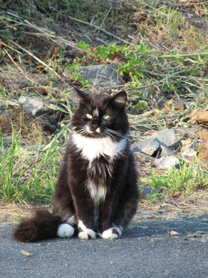 Safe Norwegian Forest Cat in Chesterfield, NH