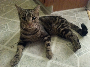 Safe American Shorthair in Baltimore, MD