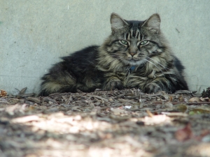 Safe Maine Coon in Portland, OR