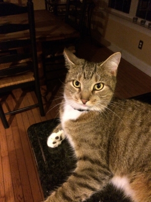 Safe American Shorthair in Jamison, PA