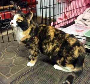 Safe Domestic Short Hair in Guilford, CT