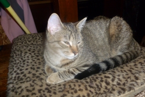 Safe American Shorthair in Stanley, NY