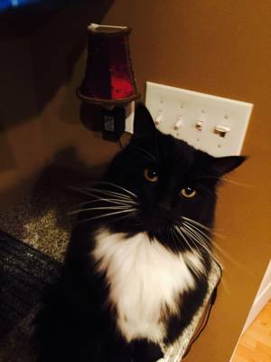 Safe Domestic Long Hair in Huntersville, NC