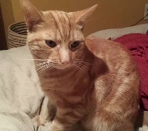 Safe American Shorthair in Little Neck, NY