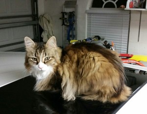 Safe Domestic Long Hair in Clermont, FL