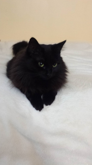 Safe Domestic Short Hair in Bloomingdale, IL US