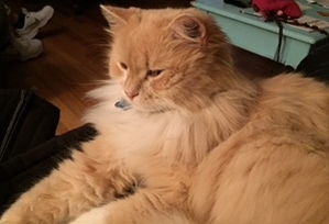 Safe Maine Coon in Hixson, TN US