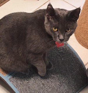 Safe Russian Blue in Coral Springs, FL