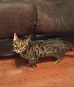 Safe Bengal cat in Staten Island, NY