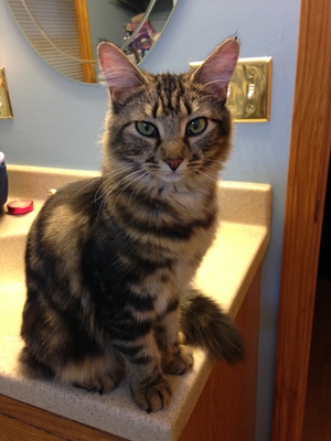 Safe Maine Coon in New Windsor, NY