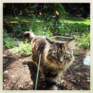 Safe Norwegian Forest Cat in Rhinebeck, NY