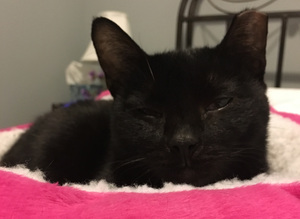 Safe Domestic Short Hair in Durham, CT