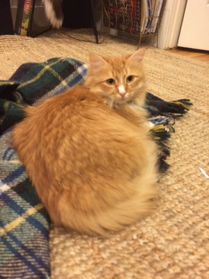 Safe Maine Coon in Brooklyn, NY