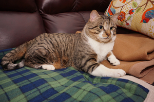 Safe American Shorthair in Stamford, CT