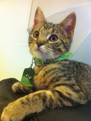 Safe Domestic Short Hair in Forest Hills, NY
