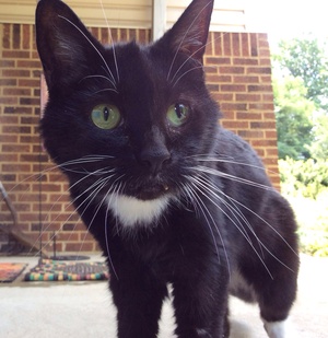 Safe Domestic Short Hair in Prince Frederick, MD