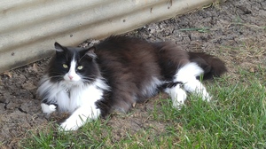 Safe Domestic Long Hair in Arvada, CO