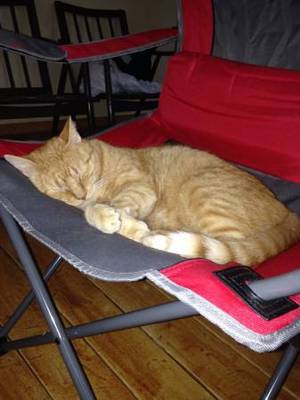 Safe American Shorthair in Canadensis, PA