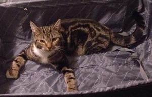 Safe American Shorthair in Middletown, PA