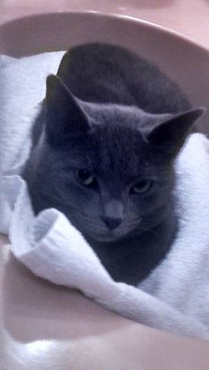 Safe Russian Blue in Trumbull, CT