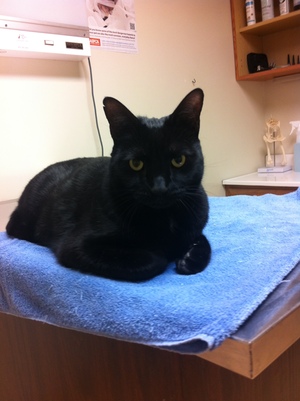 Safe Domestic Short Hair in Monroe, CT