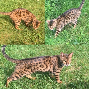 Safe Bengal cat in Thomaston, CT
