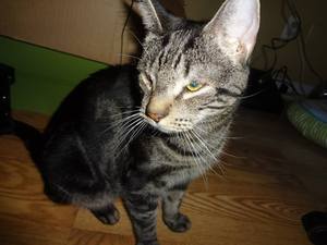 Safe Domestic Short Hair in Reisterstown, MD