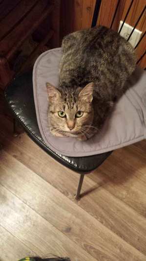 Safe Domestic Short Hair in Schenectady, NY