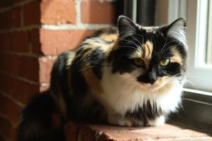 Safe Cat in Brattleboro, VT