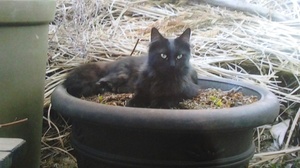 Safe Domestic Long Hair in Terryville, CT