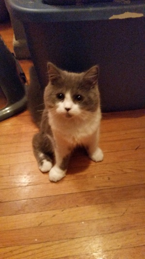 Safe Persian in Yonkers, NY