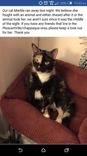 Safe Domestic Short Hair in Pleasantville, NY