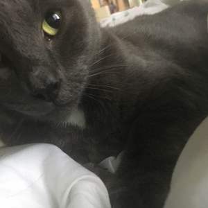 Safe Chartreux in Suffolk, VA