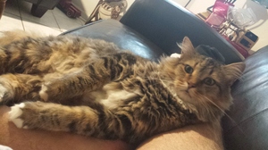Safe Maine Coon in Chicago, IL