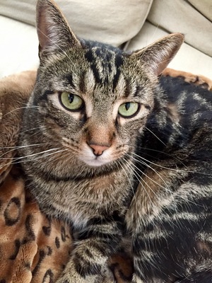 Safe American Shorthair in Baldwinsville, NY