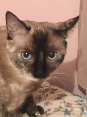 Safe Siamese in Fresh Meadows, NY