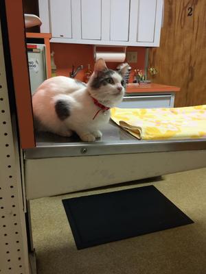 Safe American Shorthair in Rochester, NY