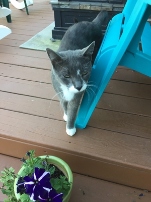Safe Cat in Kendall, NY