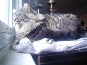 Safe Maine Coon in Briarcliff Manor, NY