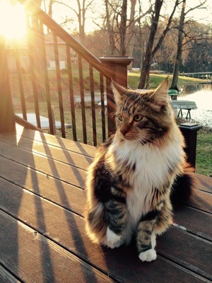 Safe Maine Coon in Tully, NY