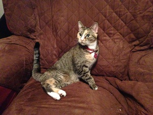 Safe American Shorthair in Yonkers, NY US