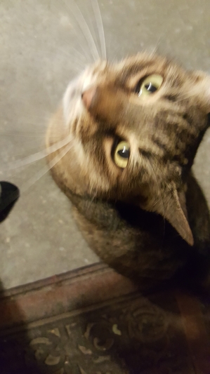 Safe Bengal cat in Newport News, VA