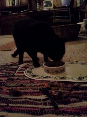 Safe Domestic Short Hair in Wyncote, PA