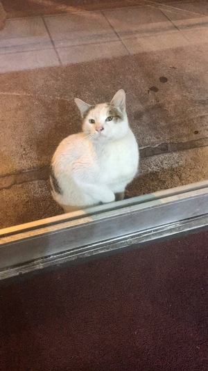 Safe Cat in Inwood, NY