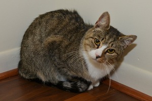 Safe Domestic Short Hair in Columbia, MD